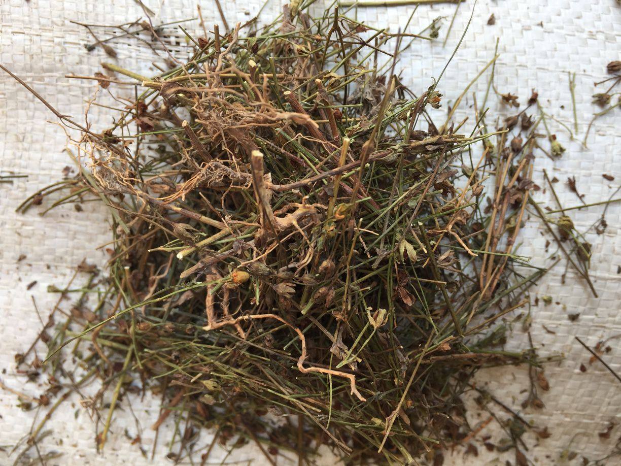 野生中药材田基黄雀舌草干品整株500克包邮可切片磨粉其他药食同源