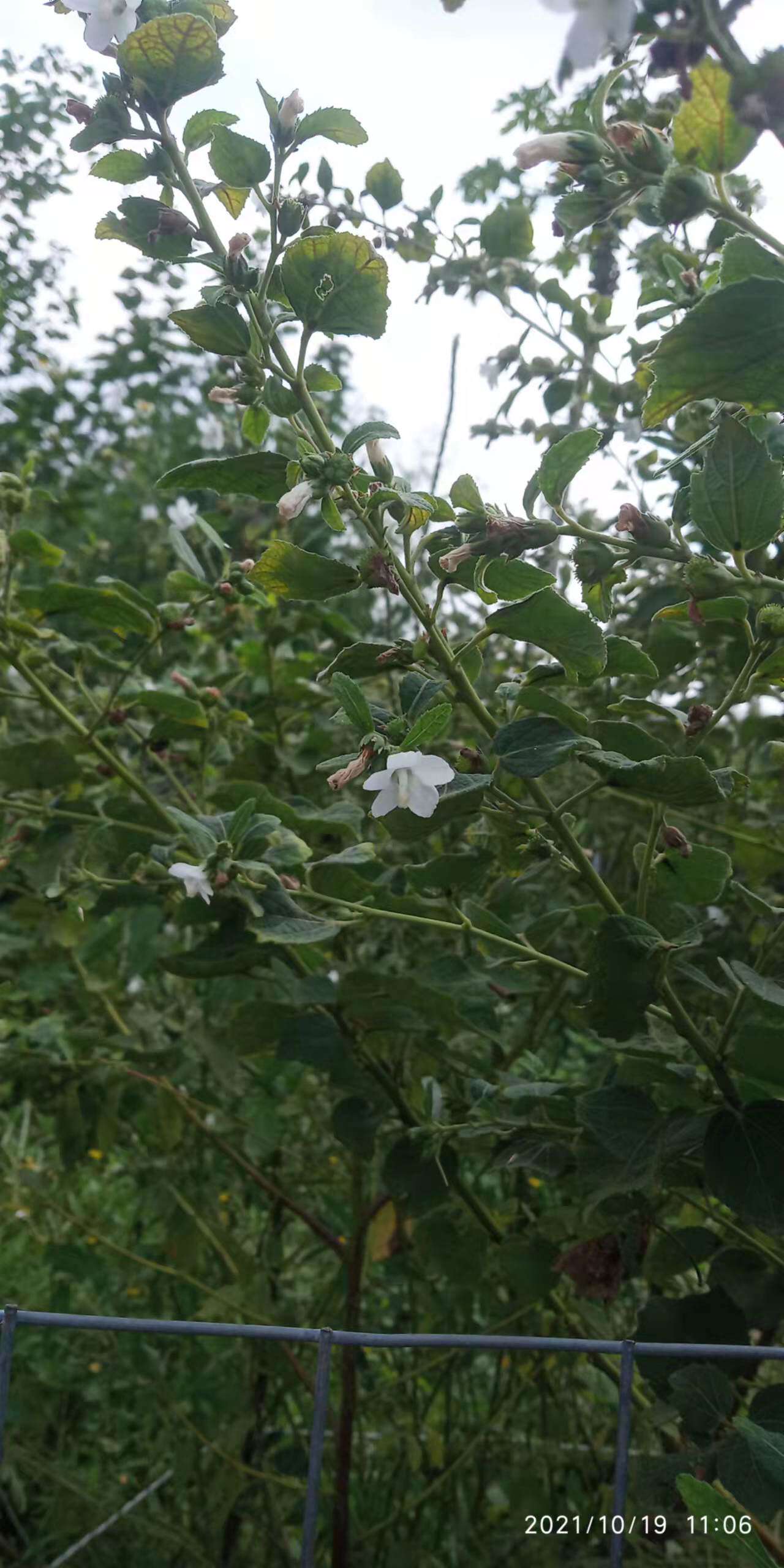 包邮潮汕青草药现采现发白花虱母草虱母头虱子母新鲜枝叶