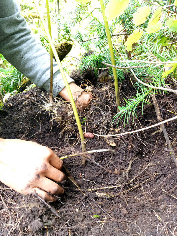正宗西藏10年野生黄精黄精茶黄精中药材原产地发货500克包邮