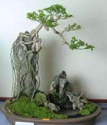 青龙石造景石天然假山石头抱石装饰摆件盆景造景