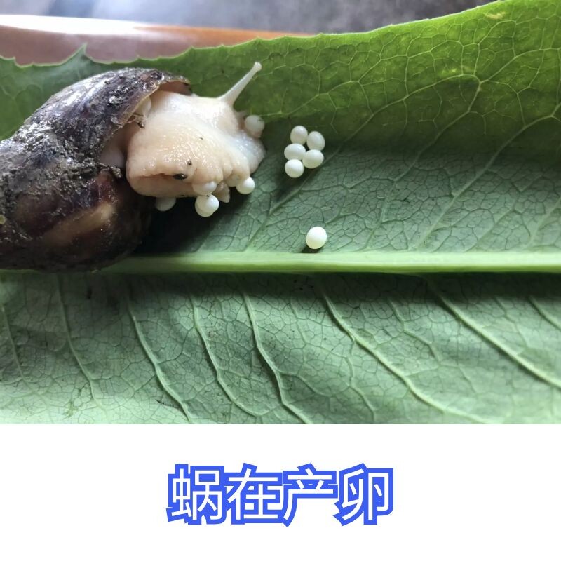 白玉蜗牛宠物活体生命孵化饲养食用下蛋产蛋螺