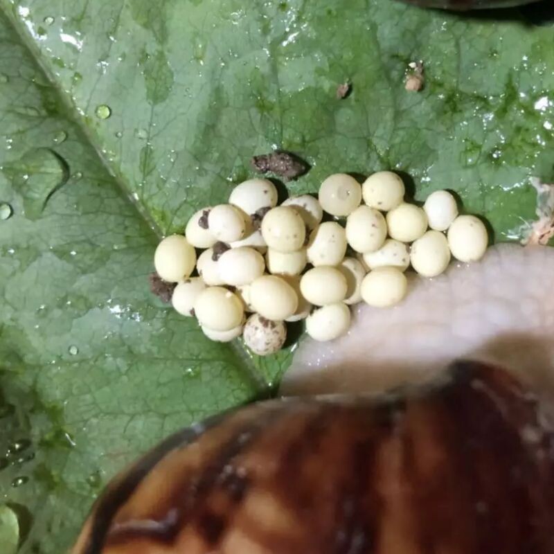 白玉蜗牛宠物活体生命孵化饲养食用下蛋产蛋螺