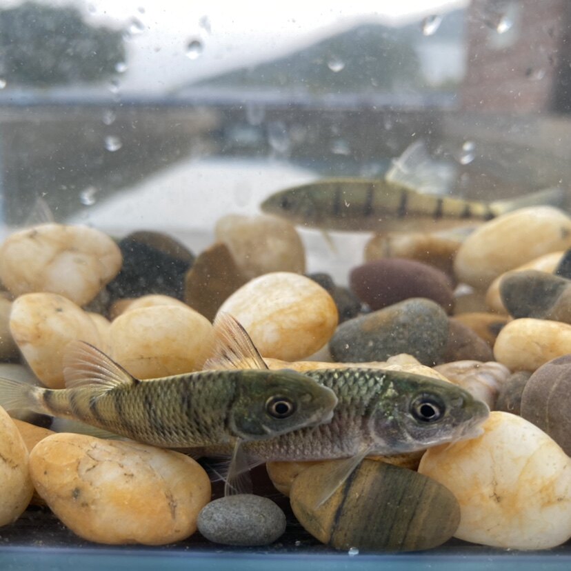 淡水冷水节斑溪流观赏帆布溪石新款鱼苗黄腹光鱼