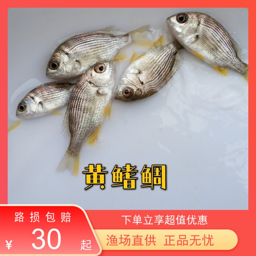 黄鳍鲷鱼苗淡化新品黄脚腊立鱼咸淡淡水底层耐冷鱼