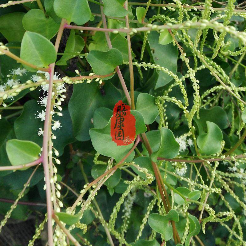 三七落葵鲜现采叶500克薯叶洋落七鲜野菜其他药食同源食品