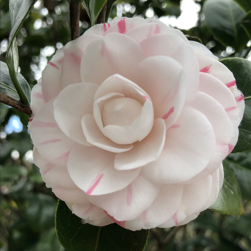 十八学士植物庭院阳台花卉白十八绿植盆栽室内时令草本花卉