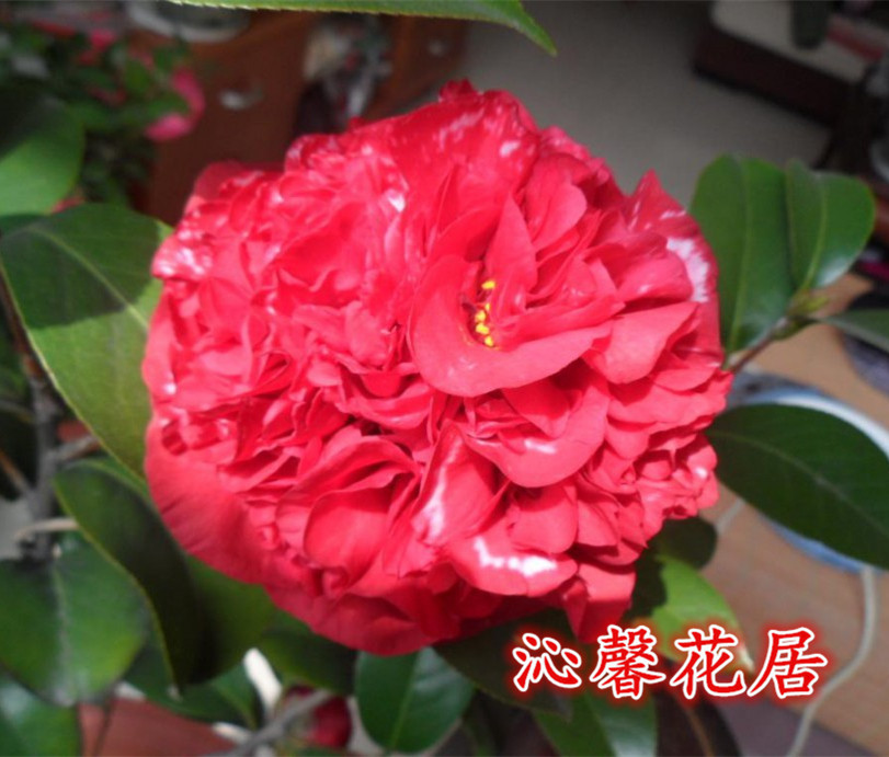 包邮大元帅福建品种茶花盆栽绿植花卉阳台客厅时令草本花卉