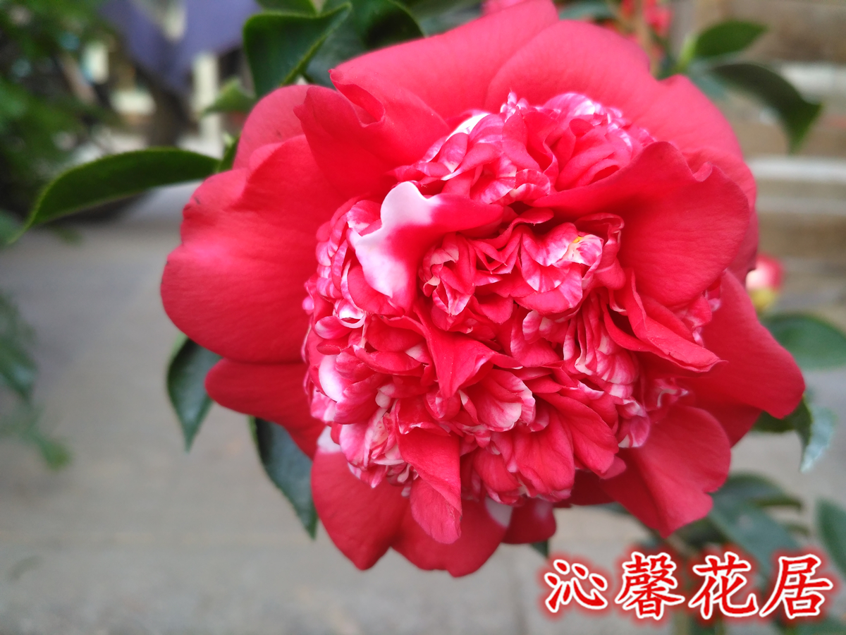 花佛鼎茶花苗佛鼎花鹤夺金茶花室内庭院盆栽时令草本花卉