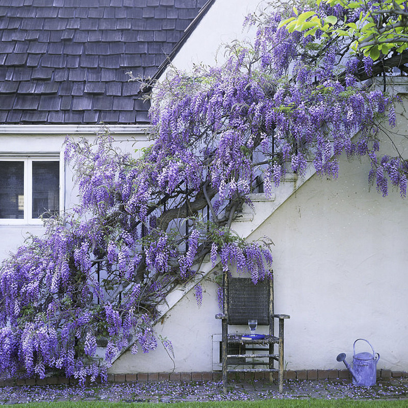 紫藤花树苗盆栽地栽爬藤植物庭院围墙花苗绿植时令草本花卉