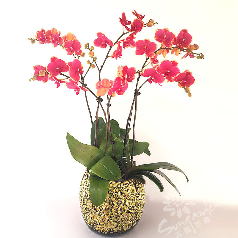 蝴蝶兰盆栽花卉橘色高档兰花兰花花花期北京同城花卉