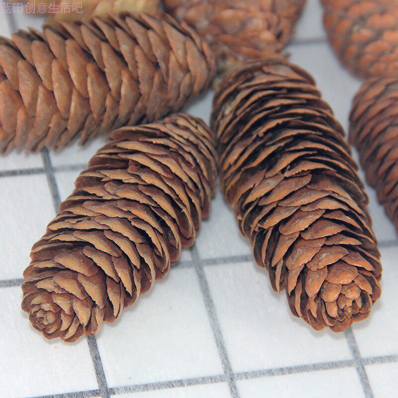 松果天然干果松果塔教学标本diy干花材料拍摄干花