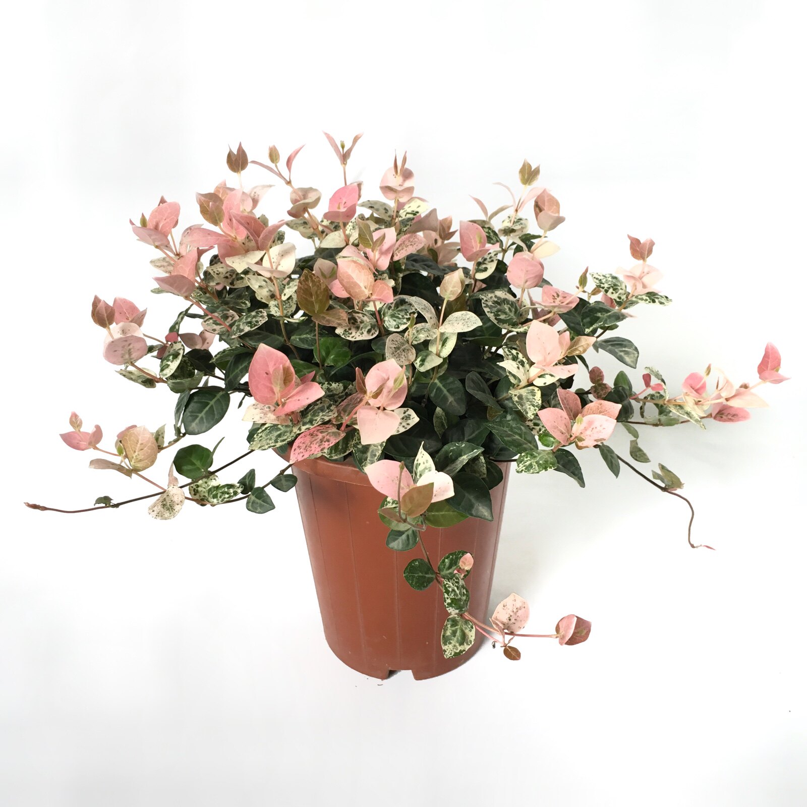 花叶络石盆栽吊兰彩叶络石室外阳台绿植庭院吊兰垂吊藤蔓植物耐寒