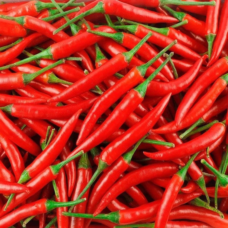 云南小米米辣椒特辣新鲜小米椒正宗朝天椒超红米椒辣椒