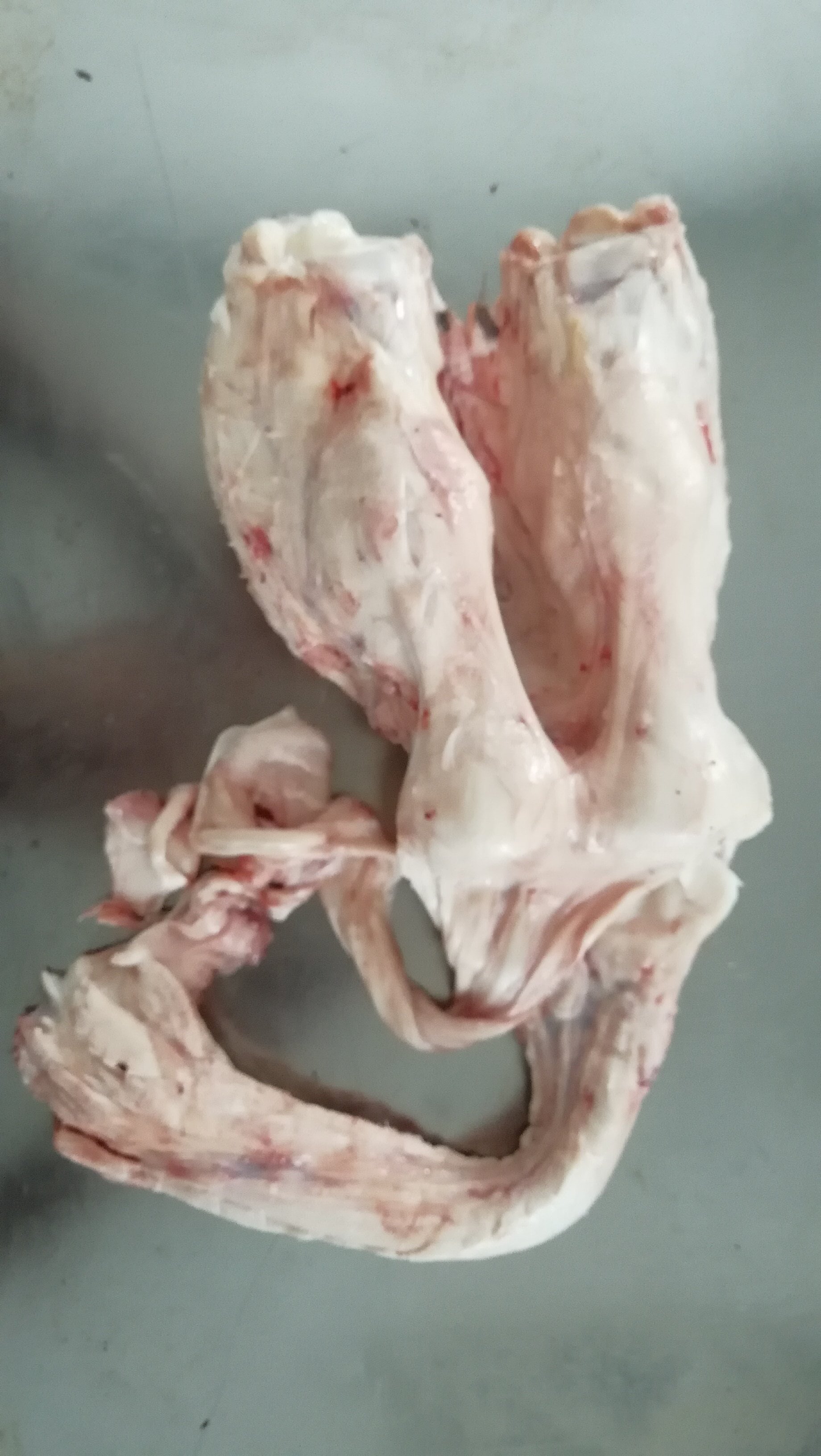 包邮阿拉善生鲜驼掌肉内内蒙古放养骆驼新鲜食用其它生肉制品