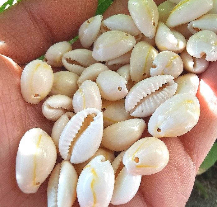 金边天然海螺贝壳灰色打孔贝金金环宝螺小贝海螺