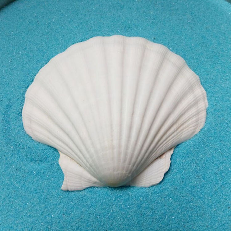a品质915cm大白扇贝壳海螺diy手工绘画画摄影材料鱼缸微景观