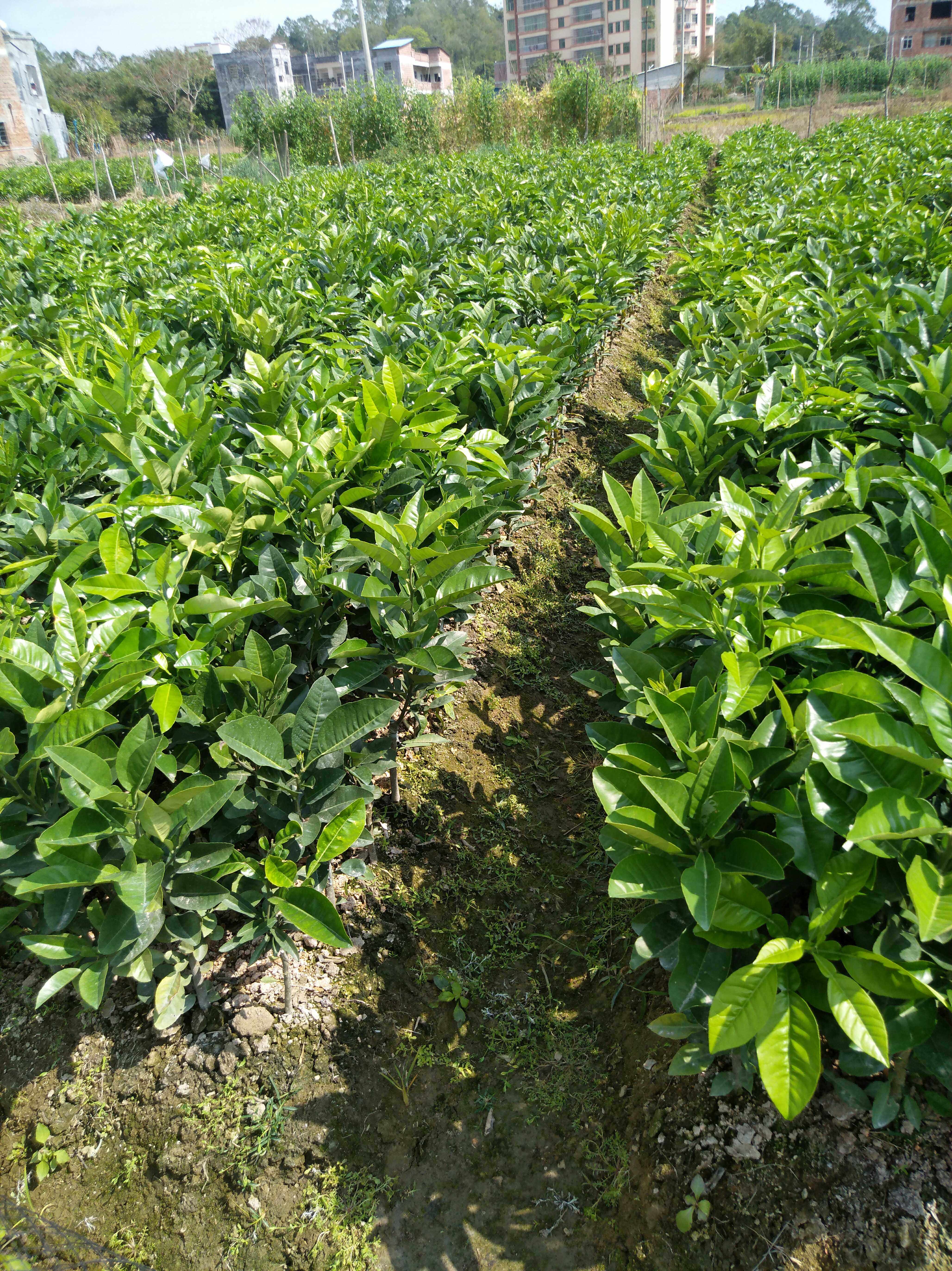 橘红正毛正宗化州苗果树苗一年年内1棵价3棵其他药食同源食品