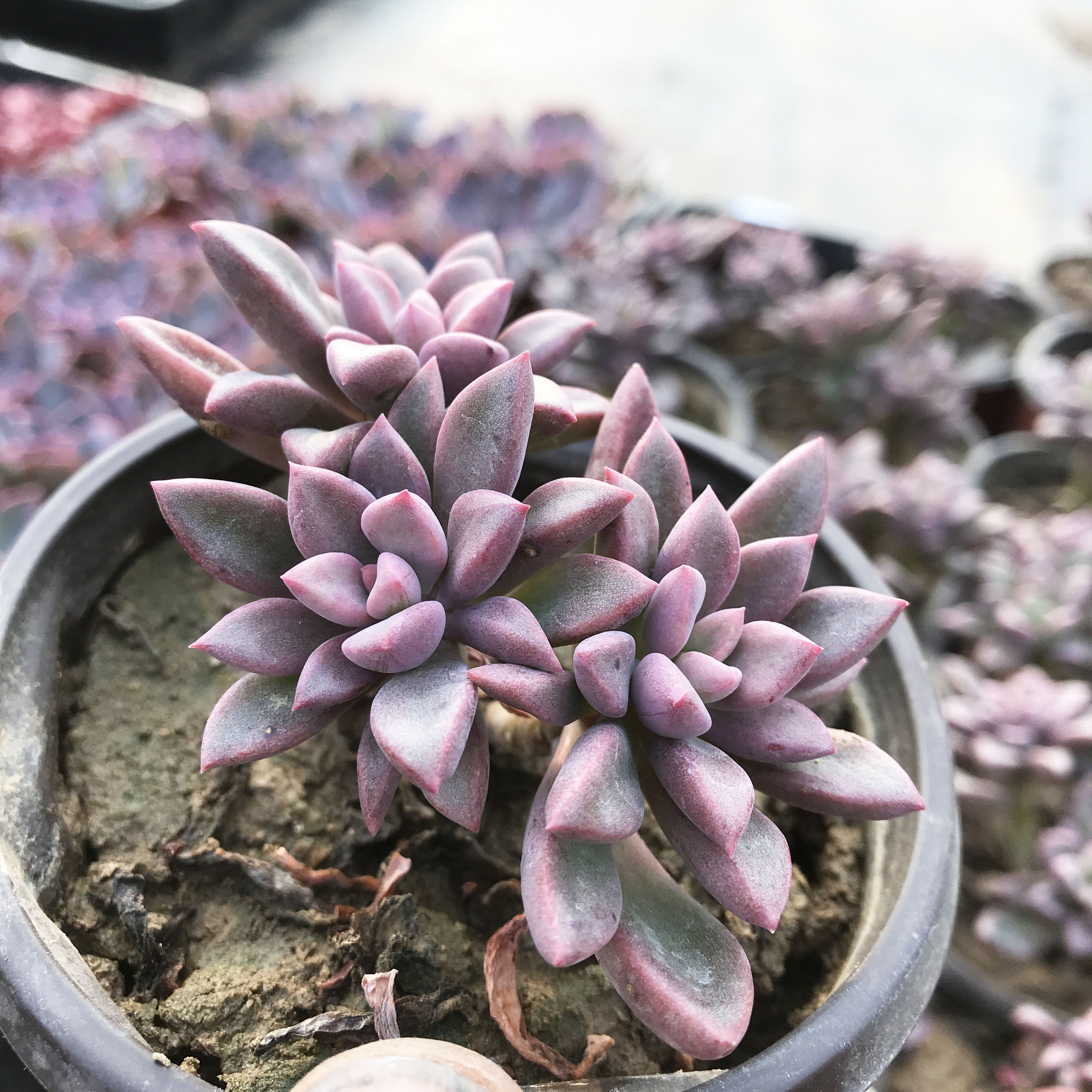 6号篮苹果多紫心西施单头植物大颗老庄1元多肉新手套餐基地发货 - 乔