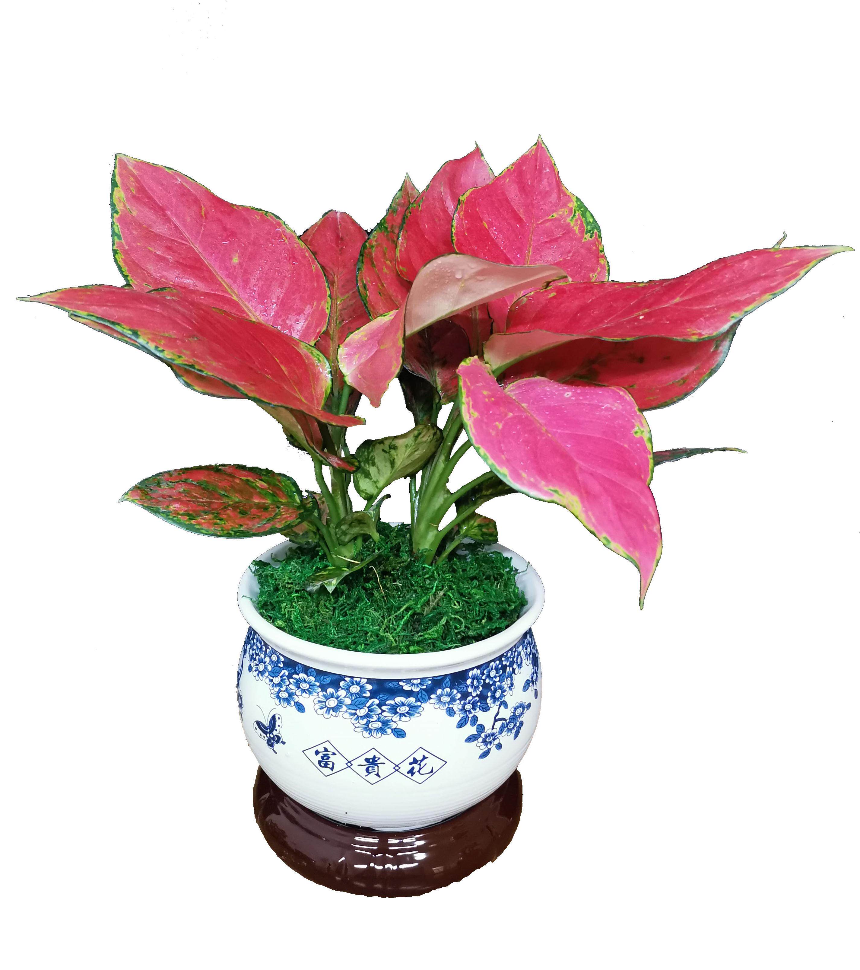 吉利红盆栽室内客厅桌面好养花绿植净化空气吸甲醛四季红如意皇后