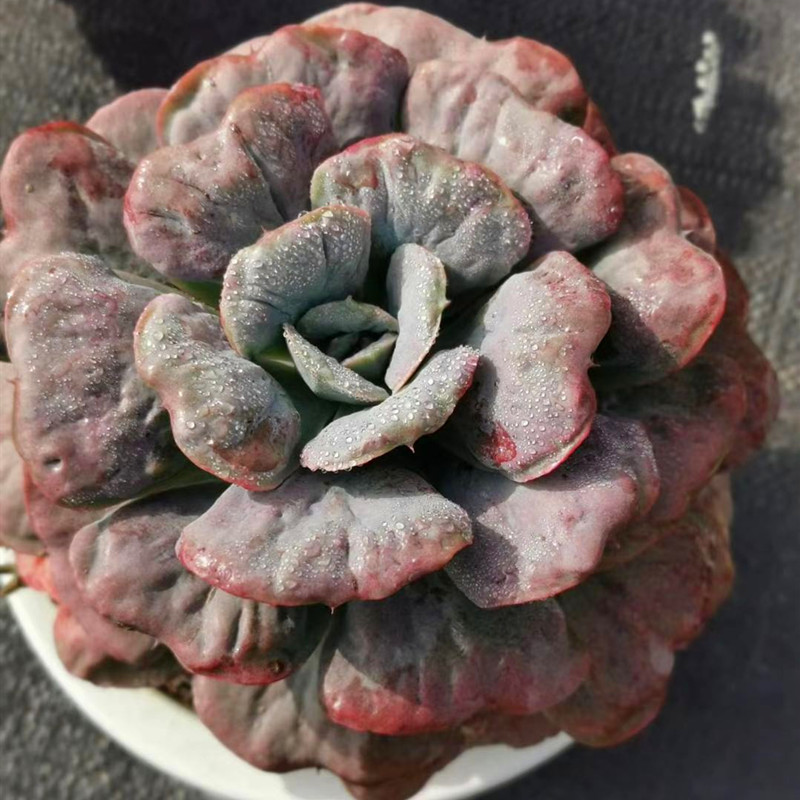 超大茗居园艺粉色心之月多肉植物单头木质化老桩多肉
