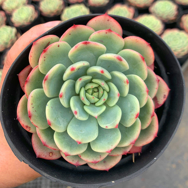 植物贵货血斑三文鱼多肉盆栽群生多头肉肉绿植多肉植物
