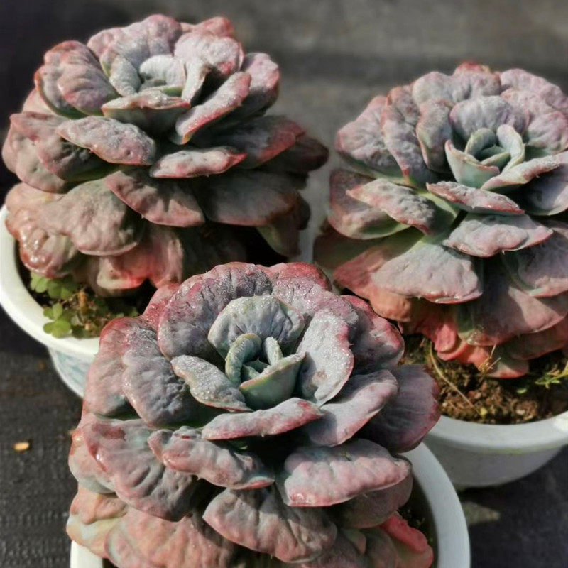 超大茗居园艺粉色心之月多肉植物单头木质化老桩多肉植物