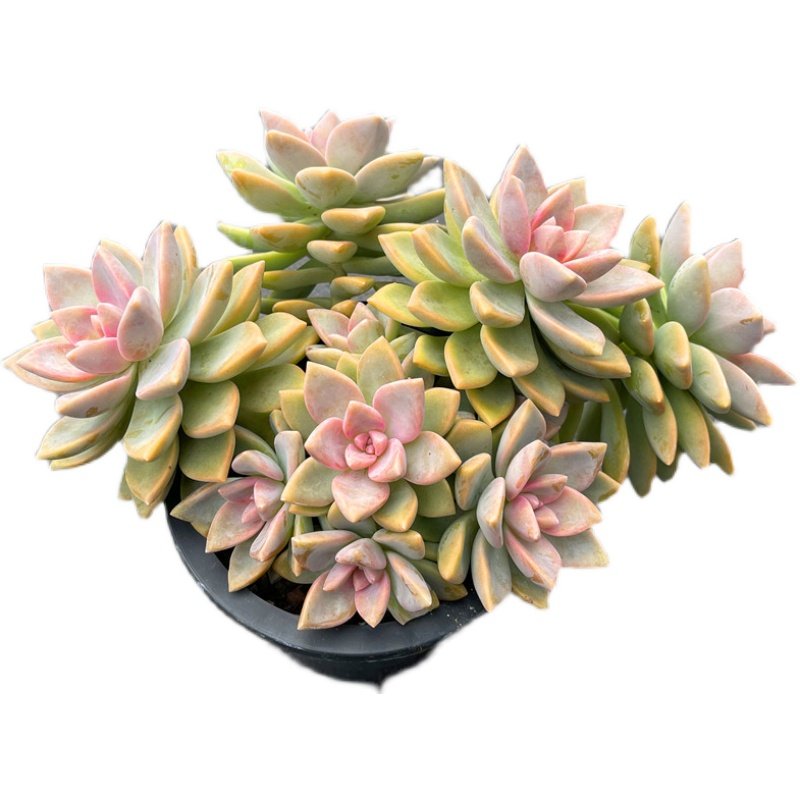 茗居紫雾大老桩多植物萌肉可爱盆栽稀有新品多肉植物