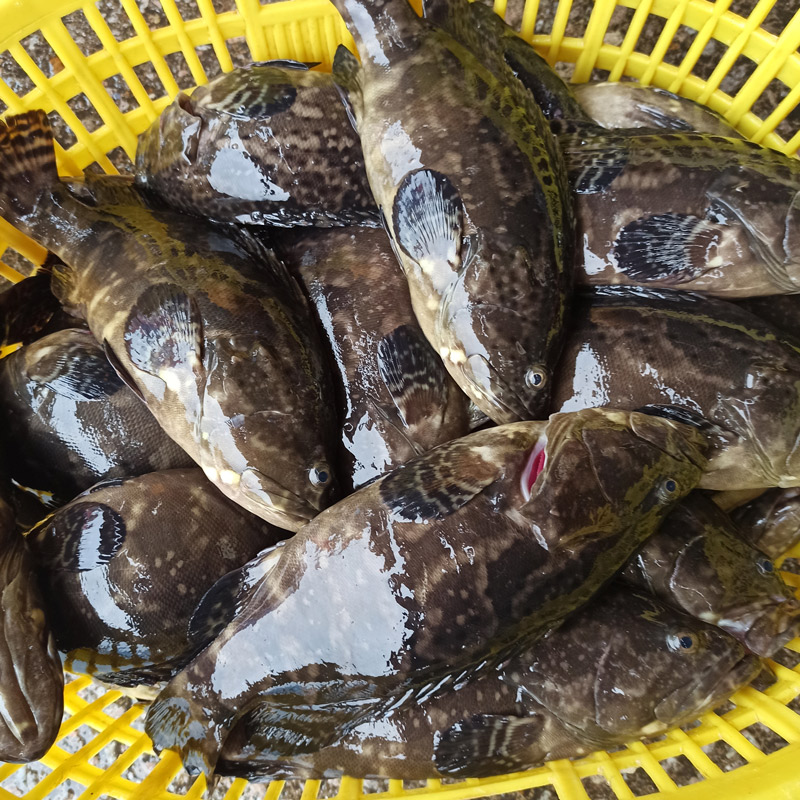 石斑鱼鲜活海鲜水产野生老虎冷冻大龙龙胆珍珠斑鱼