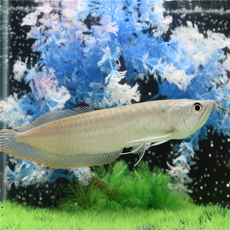 银龙鱼 龙鱼大型风水鱼镇宅热带观赏鱼 招财鱼入门银龙鱼活体包损