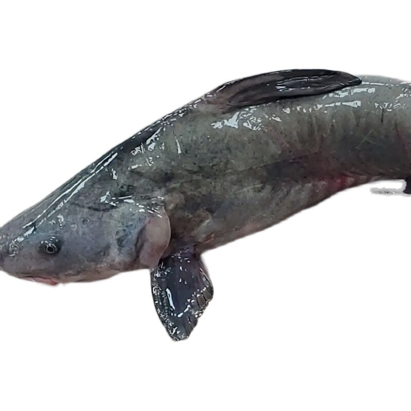 鲜活鮰鱼2.5-3斤条清江鱼回鱼烤鱼酒店专用淡水鱼江淡水鱼类