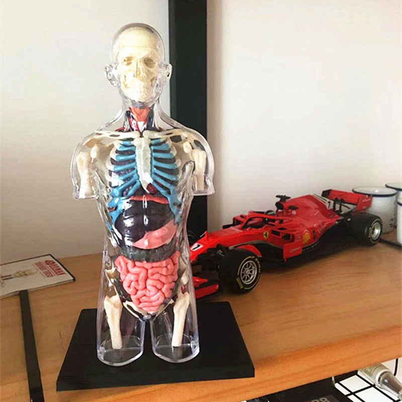 模型正品4dmaster怀孕人体透明孕妇模具瑜伽讲课其他模型玩具