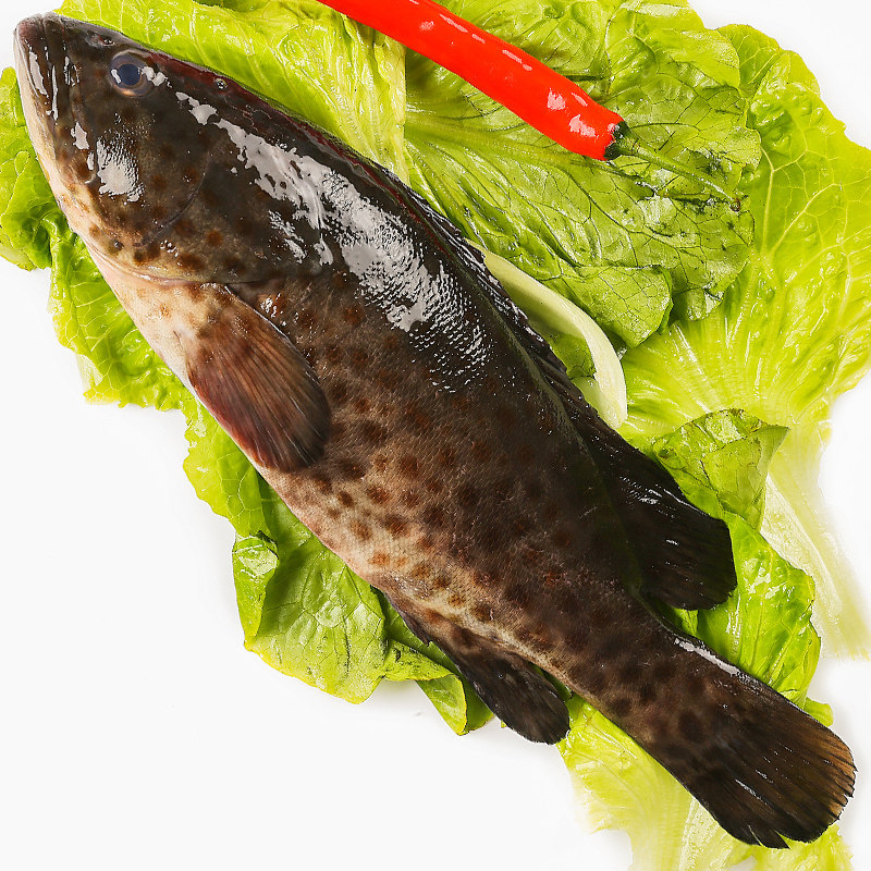 蔡船长海鲜水产海鱼 海捕生猛青斑 正宗野生海捕石斑鱼每条1-2斤