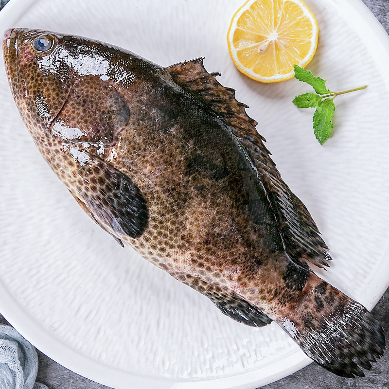 蔡船长厦门海鲜水产海鱼野生石斑鱼当天海捕生猛老虎斑每条1-2斤