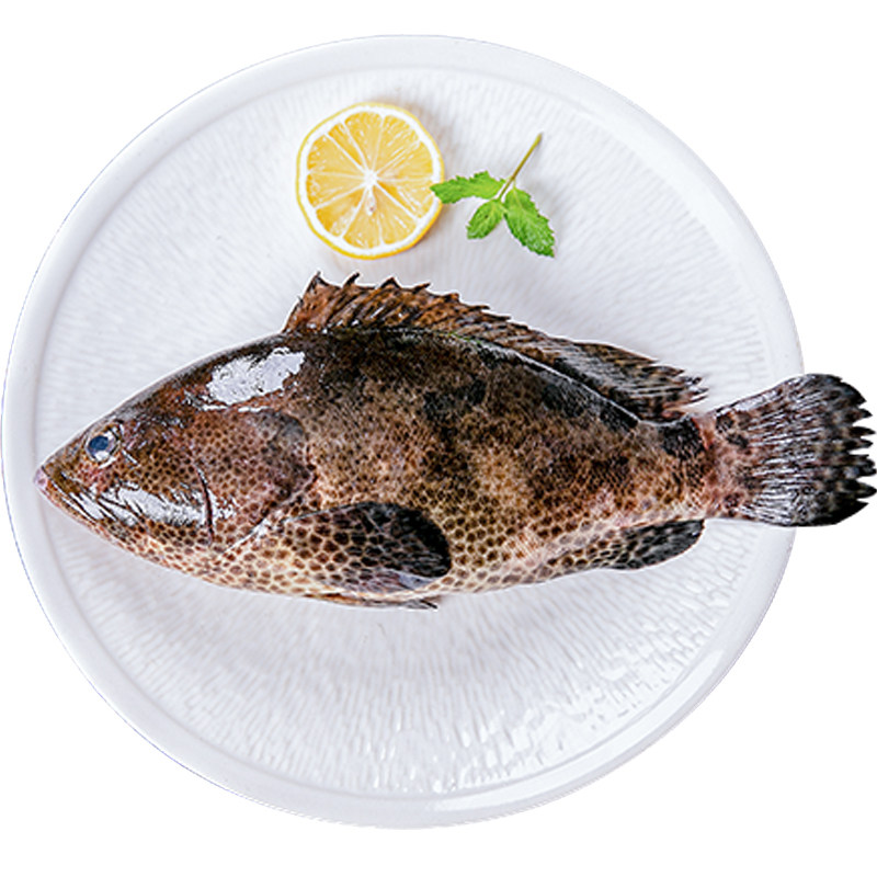 蔡船长厦门海鲜水产海鱼野生石斑鱼当天海捕生猛老虎斑每条1-2斤