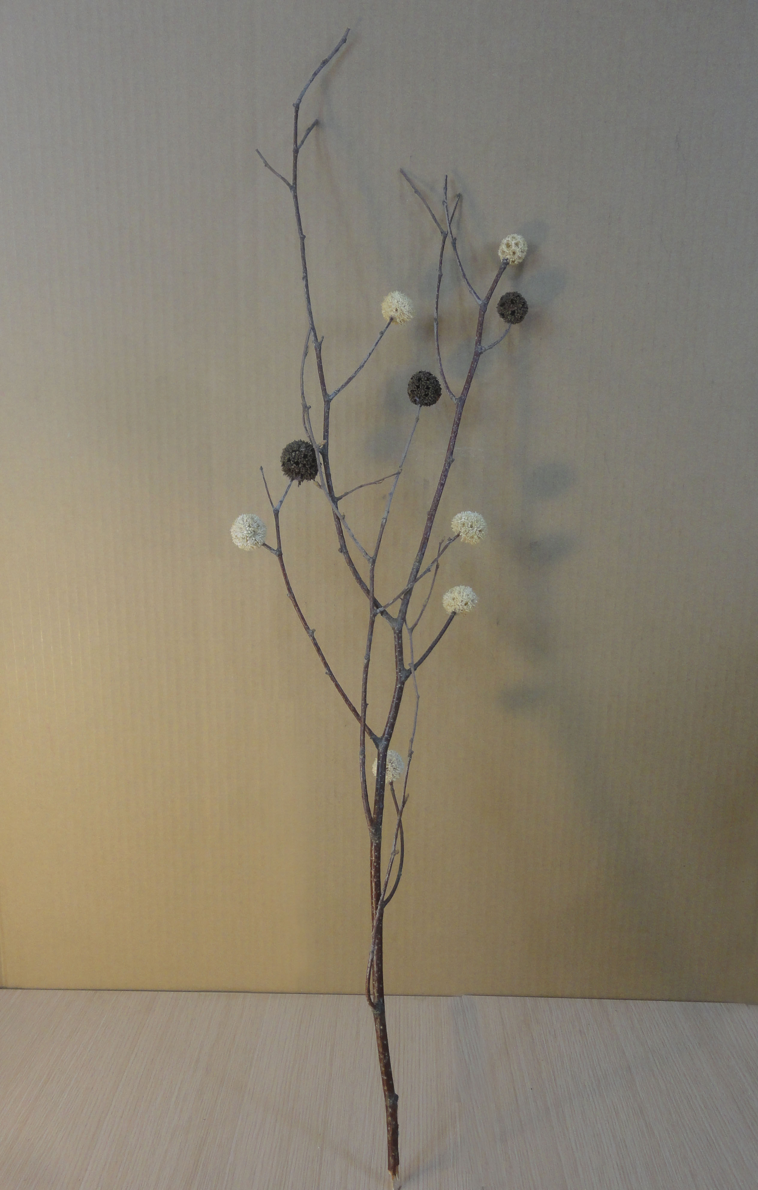 华枝丰果干花咖啡馆艺术馆家居摆设花瓶摄影道具干花