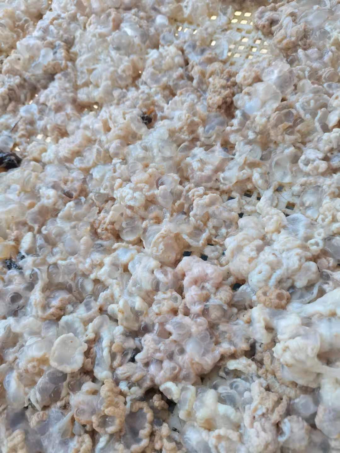 海蜇特级野生青岛崂山渔家特产脑子鸡蛋里子海蜇