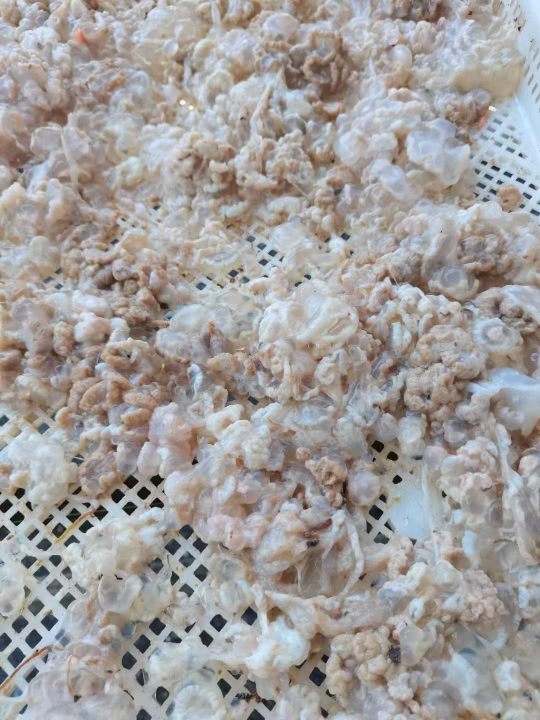 海蜇特级野生青岛崂山渔家特产脑子鸡蛋里子海蜇