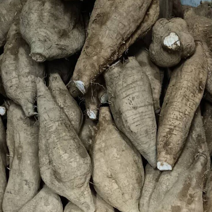 粉葛新鲜葛根广西梧州特产无渣粉糯食用蔬菜其它