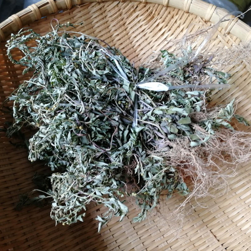 野生新晒叶下珠 珍珠草 龙珠草新货干净中药材天然草药茶200g包邮