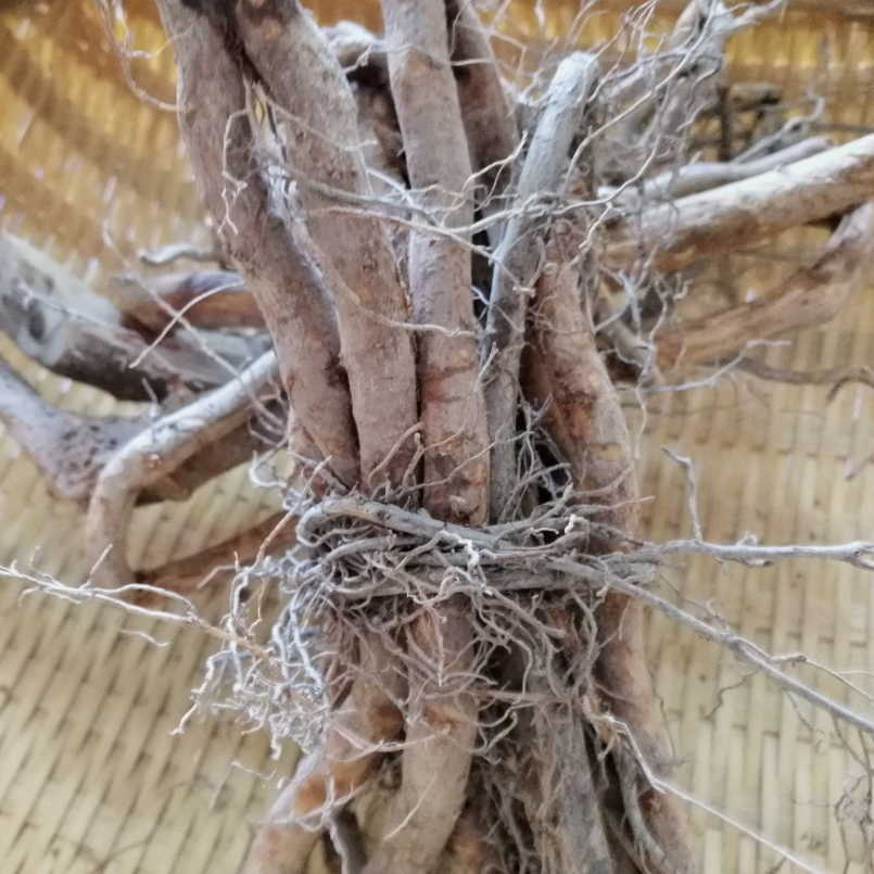 下单现挖山苍子根 新鲜山仓子根野生木姜子 草几渣山鸡椒药膳美食