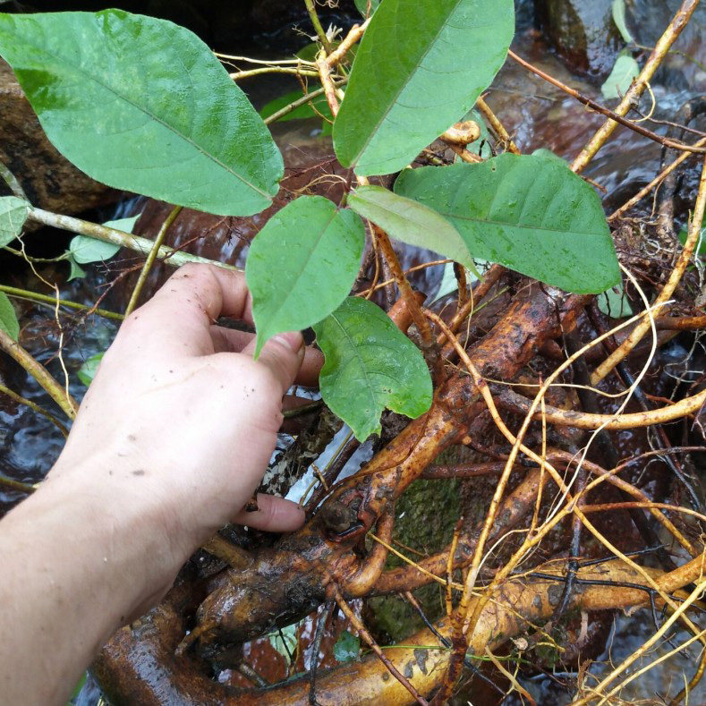 深山野生牛奶树根 广东煲汤料 新鲜毛桃根500g 农家自产促销包邮