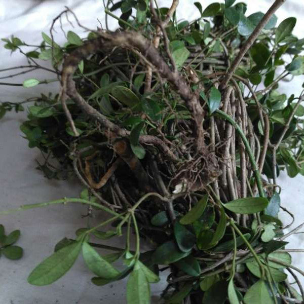 新鲜野生瓜子藤满山香过山香春根藤瓜子金七里香煲汤500克阿利藤