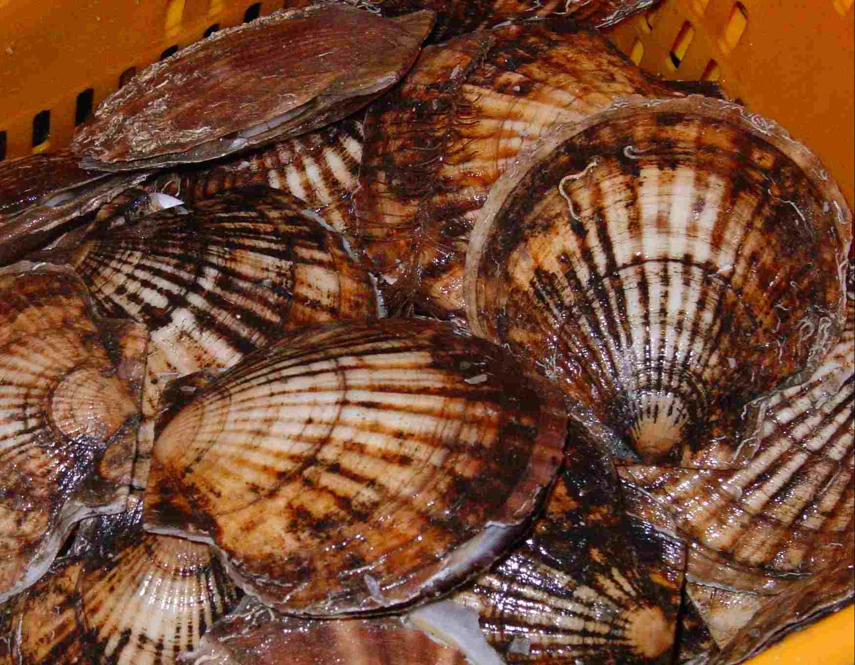 扇贝鲜活新鲜海鲜贝类大连元贝65g一个北京扇贝