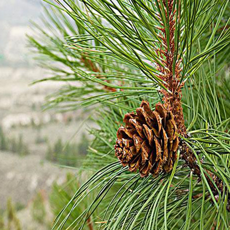 新鲜茶泡养生全松酵素茶叶二针现摘针叶松针其他药食同源食品