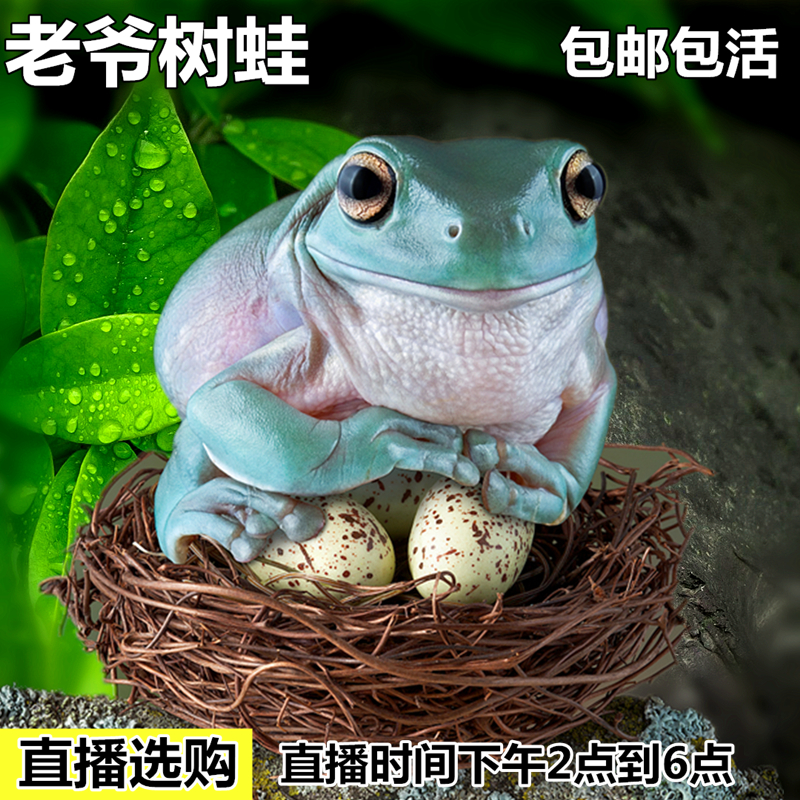 树蛙进口cb精品老爷活体宠物绿蓝姥爷实物其他爬虫