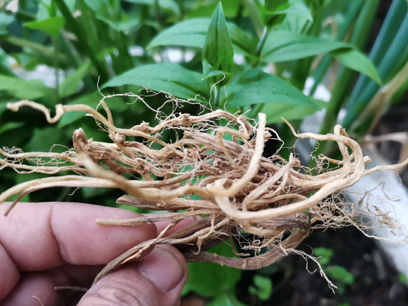 贵州鹅肠干货中药材大种鹅儿通经草黑牵牛寸金其他药食同源食品