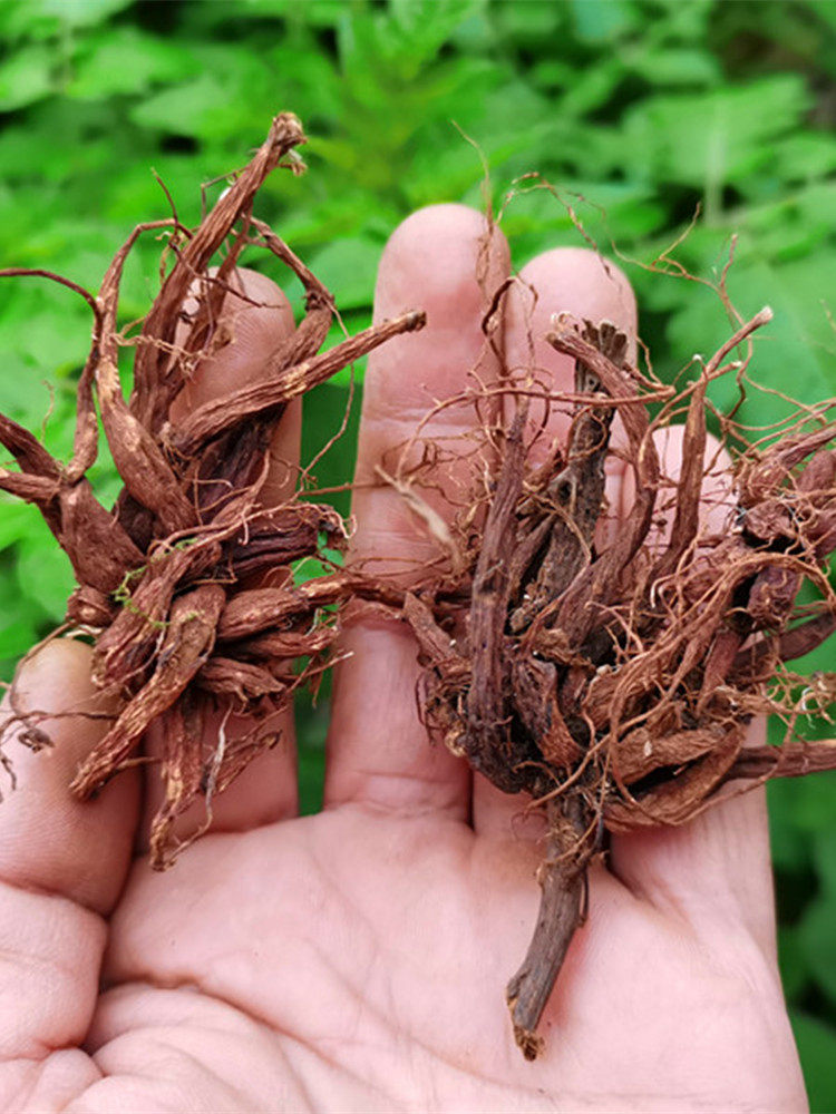 贵州麻纯根草药红火红禾红麻小红红线新鲜红中药材其他药食同源食品