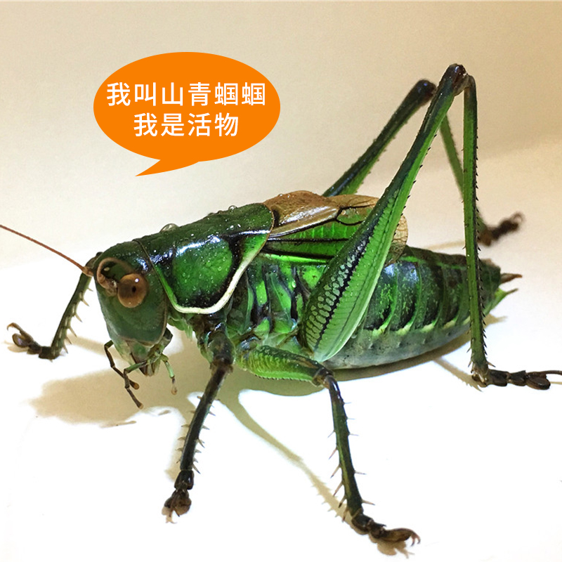蝈蝈春夏虫超大新铁皮山青翠翠绿炮筒螽斯笼子特色爬宠