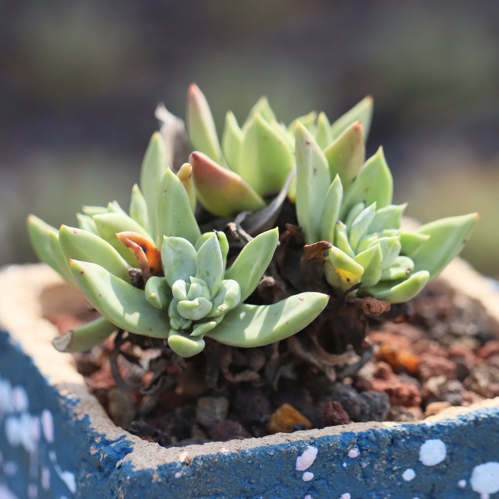 仙女杯多肉植物苹果叶 初霜 御剑 拇指 白菊 一物一拍 古木派精品
