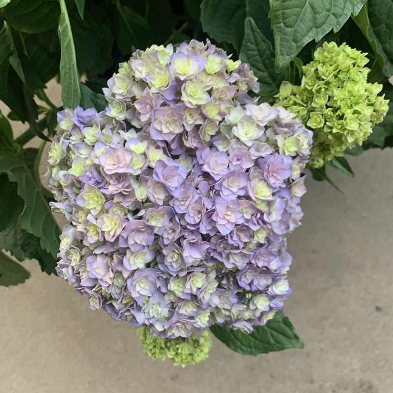 绣球5加仑你我一起老桩爆盆花苞开花植物阳台花卉